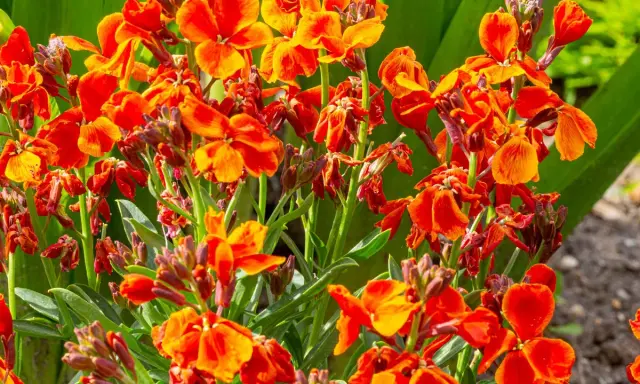 Un bouquet de giroflées des jardins aux teintes orangées et rouges éclatantes, leurs pétales délicats dansant sous le soleil.