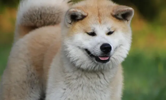 Uśmiechnięta akita, z puszystym ogonem i łagodnym spojrzeniem. Czy akita jest groźna? Ten piesek zaprzecza!