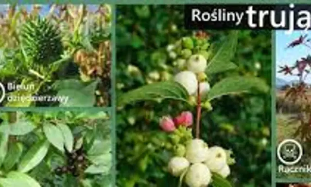 Najgroźniejsze trujące chwasty: Rozpoznaj i usuń bezpiecznie!