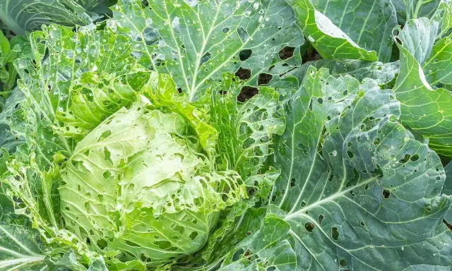 Chou vert aux feuilles trouées, signe d'une possible maladie du chou-fleur ou d'une attaque d'insectes.