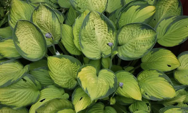 Gęsty kęp hosty z liśćmi o zielono-żółtych obrzeżach. Hosta biała uprawa w cieniu.