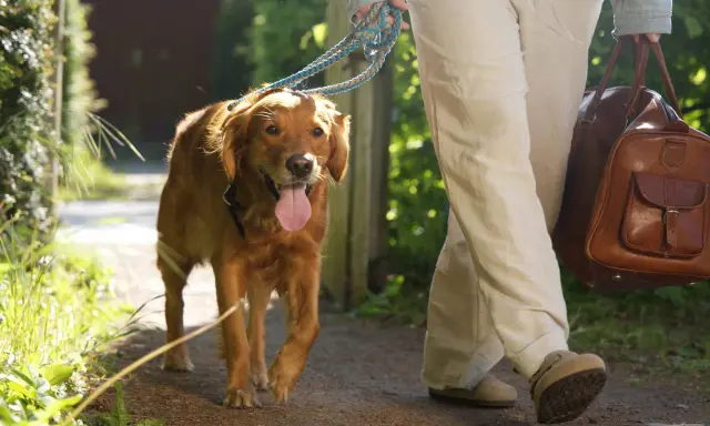 En glad golden retriever går på en grusväg med sin ägare, redo för en härlig semester med hund.