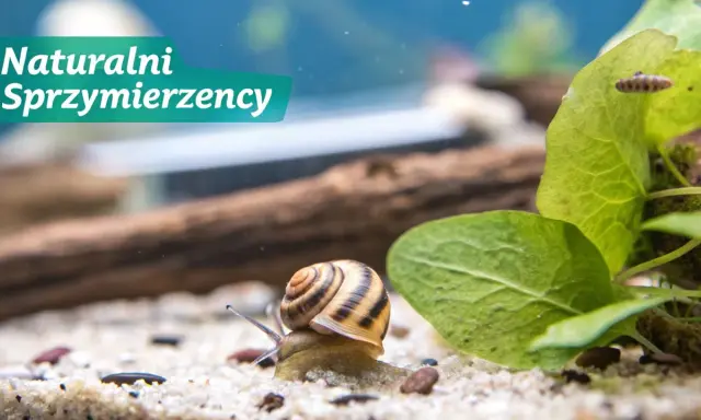 Ślimak w akwarium, naturalni sprzymierzeńcy w walce o czystość. Dowiedz się, jak pozbyć się ślimaków z akwarium.