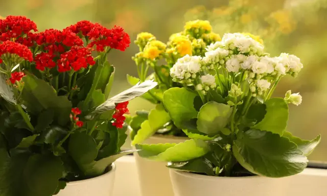 Kwitnące kalanchoe odmiany w doniczkach: czerwone, żółte i białe kwiaty na tle rozmytego, zielonego ogrodu.