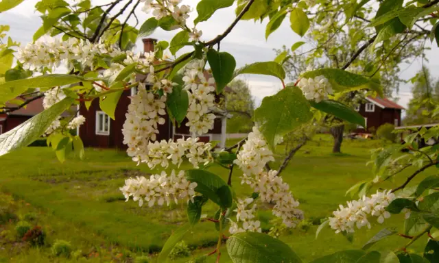 Blommande grenar med vita klasar framför röda hus och gröna fält. Stora buskar i bakgrunden.