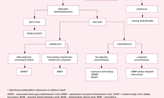 Schemat diagnostyczny torbieli nerek. Rozróżnia torbiele pojedyncze i mnogie, powiększone i niepowiększone, z objawami lub bez, prowadząc do rozpoznania np. torbielowatości nerek.