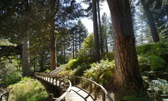 Sentiero in legno tra pini secolari e felci rigogliose, un invito a scoprire la magia de la Sila Calabria.