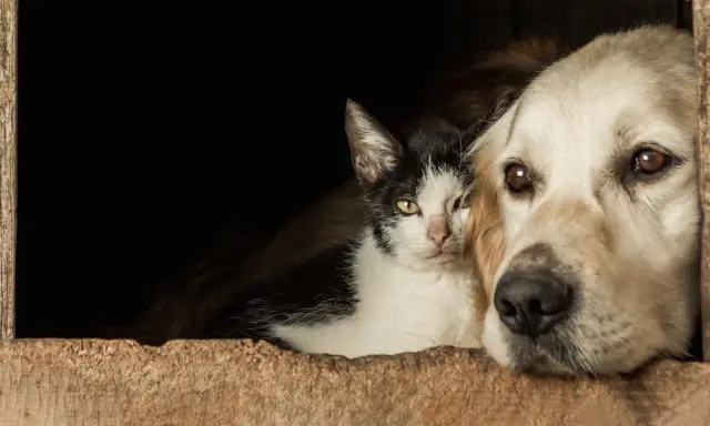 Un chien qui aime les chats, blotti contre un chat noir et blanc dans une niche en bois.