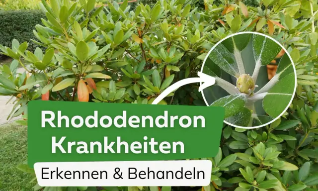 Rhododendron Krankheiten erkennen & behandeln. Nahaufnahme eines jungen Triebs mit Anzeichen von Pilzbefall.