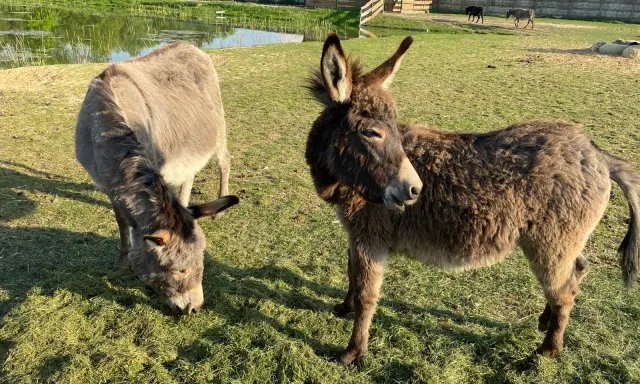 Urocza agroturystyka ze zwierzętami w górach. Dwa osiołki pasą się na zielonej łące, w tle staw i drewniany domek.