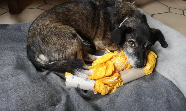 Chien se repose sur un coussin gris, blotti contre un jeu de stimulation pour chien fait maison : un rouleau de papier toilette rempli de tissu jaune.