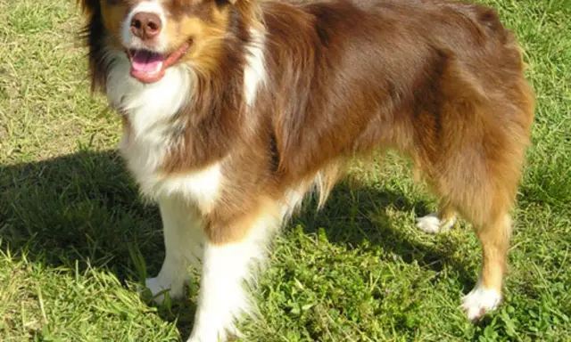 Glad mini australian shepherd står i gräset med tungan ute.