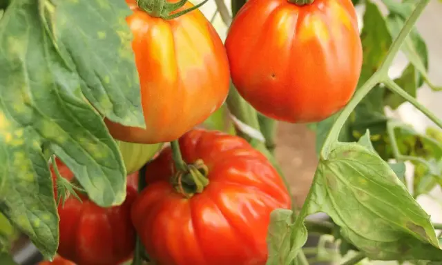 Gros plan sur des tomates mûres, certaines orangées, d'autres rouges, sur leur pied. Ces tomates sans pépins promettent une chair savoureuse.