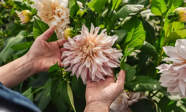 Händer som varsamt smeker en stor, ljusrosa dahliaplanta. Blomman är i full blom med många kronblad.