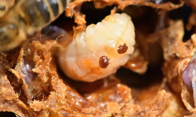 Varroa mites infest a bee larva. Seeing this infestation is a stark reminder of when is it too late to treat for varroa mites.