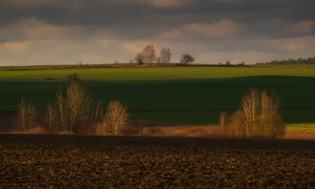 Zachód słońca nad polami, tworzący malownicze plany fotograficzne. Drzewa na tle zielonych pól i ciemnego nieba.