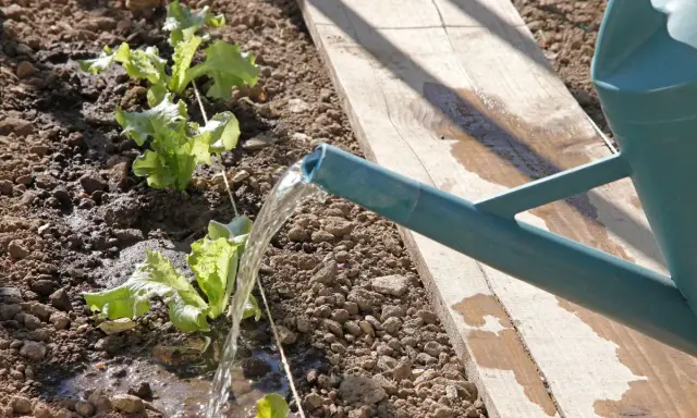 Arrosage des jeunes salades dans le potager. L'eau coule d'un arrosoir vert sur les plants et la terre.