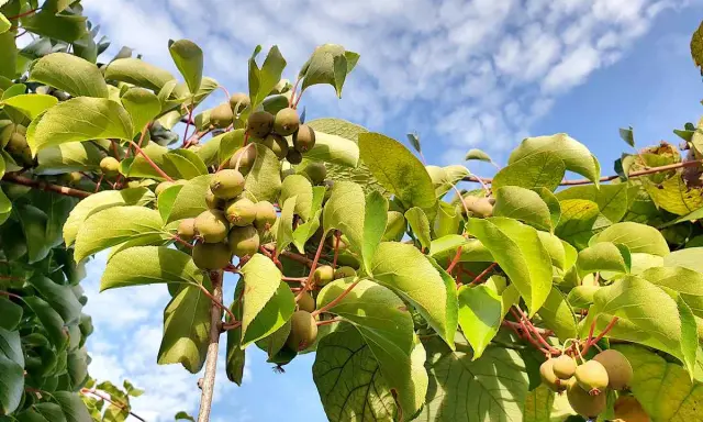 Grappes de petits fruits sur un arbre kiwi nom, sous un ciel bleu parsemé de nuages.