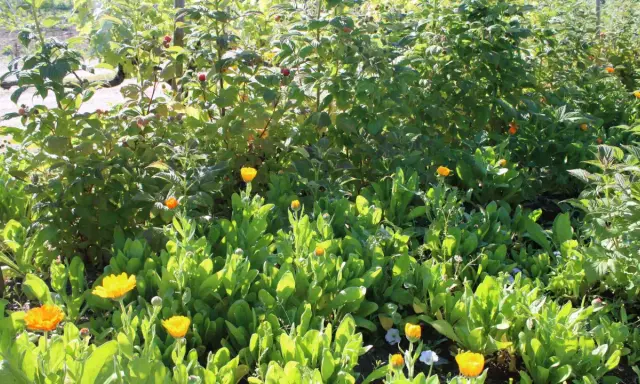 Des fleurs de souci et des framboises poussent ensemble. Idéal pour savoir que planter au pied des groseilliers pour un jardin comestible et fleuri.