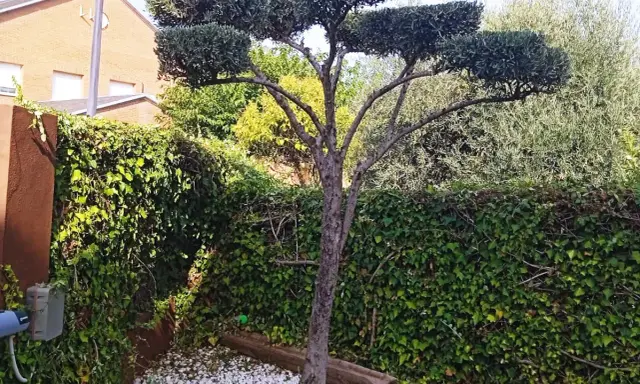 Olivo podado con forma de nube, ideal para aprender como podar un olivo. Rodeado de hiedra y grava blanca.