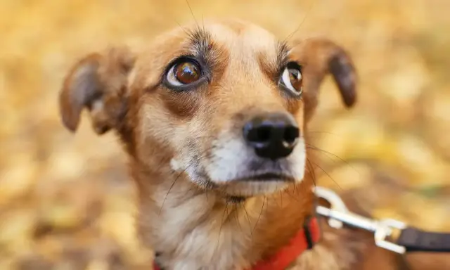 Un petit chien brun, au regard inquiet, porte un collier rouge. Il semble appréhender la rencontre avec d'autres chiens.