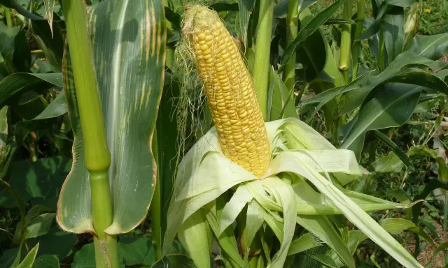 A ripe ear of sweet corn, ready for harvest. Learn how to plant sweet corn in a small garden for fresh, homegrown flavor.