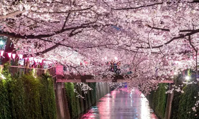 Magiczny widok kanału w Japonii, kiedy kwitną wiśnie. Różowe kwiaty tworzą tunel nad wodą, odbijając się w jej tafli.