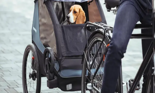 Beagle w przyczepce rowerowej. To świetny sposób, jak przewozić psa na rowerze, zapewniając mu komfort i bezpieczeństwo podczas wspólnych wycieczek.