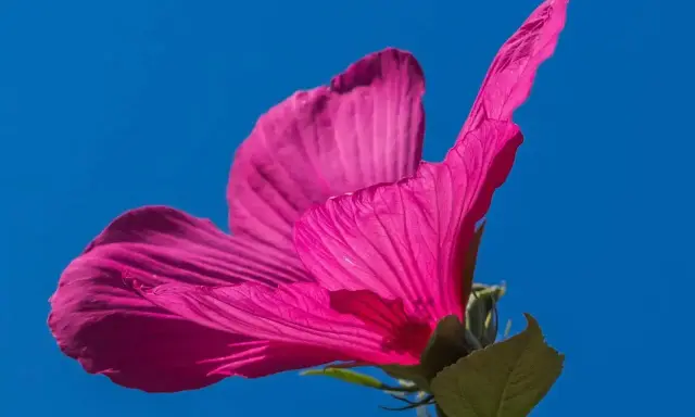 Piękny, różowy hibiskus na tle błękitnego nieba. Zastanawiasz się, co posadzić obok hibiskusa?