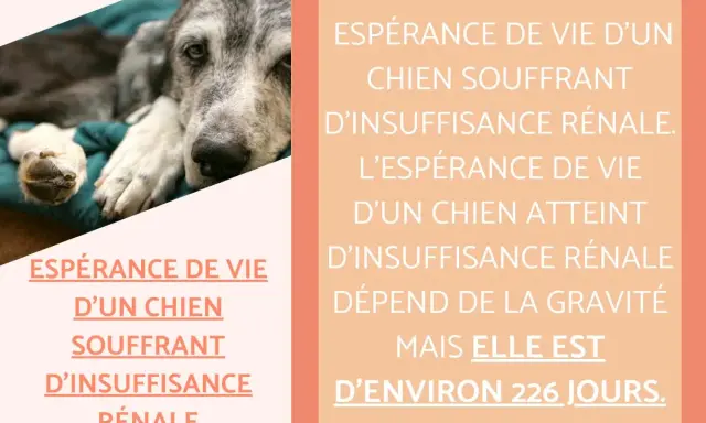 Un vieux chien repose, l'air fatigué. L'image aborde l'espérance de vie d'un chien souffrant d'insuffisance rénale, estimée à 226 jours.