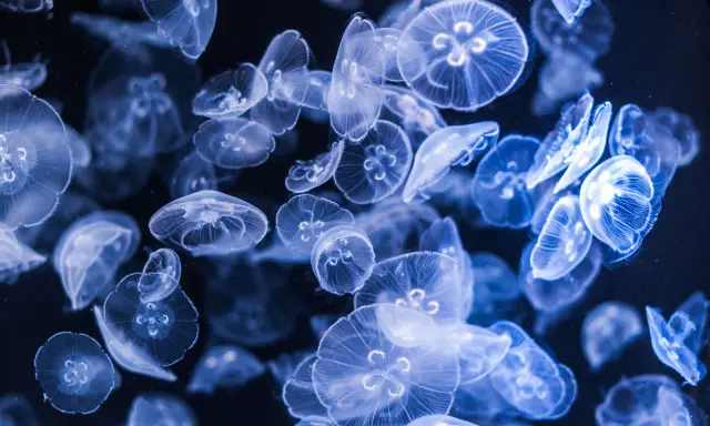 Un banco di meduse luminose fluttua nell'oscurità, creando uno spettacolo etereo.