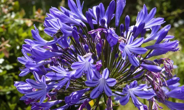 Gros plan sur une agapanthe en pot, ses fleurs bleues éclatantes attirant un bourdon.
