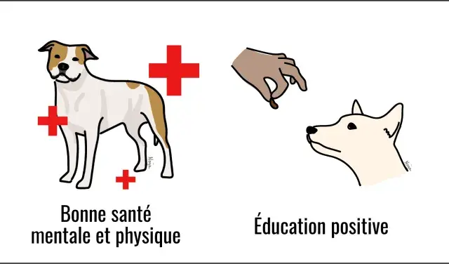 Prévenir le risque de morsure : bonne santé, éducation positive et relation de confiance. Un chien qui mord sans prévenir peut être évité.