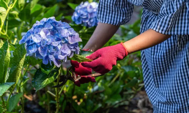 Hortensja: jak przycinać, by kwitła obficie? Poradnik eksperta
