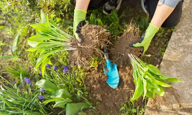Hands in green gloves divide hosta plants, showing their root systems. This is a good time to divide hostas when they've outgrown their space.