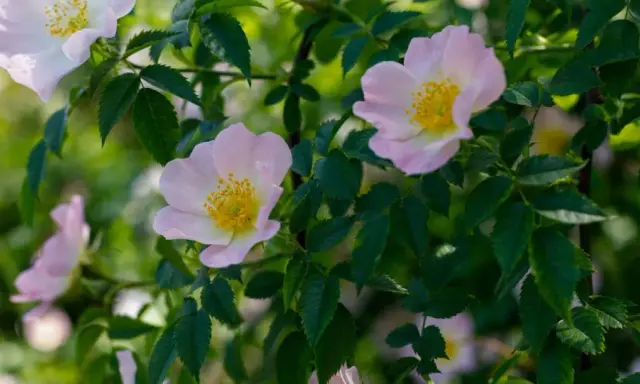 Fleurs délicates de rosés des prés, aux pétales roses pâles et au cœur jaune vif, se balançant doucement parmi le feuillage vert.