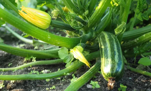 Zucchini pflanzen im Garten: Eine junge Zucchini wächst neben gelben Blüten und grünen Blättern.