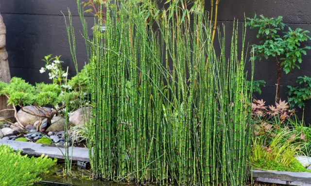 Plantes de prêle dans un jardin aquatique. Un traitement naturel pour un étang paisible.
