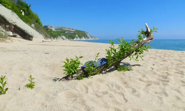 Plaża nad Morzem Czarnym, gdzie leży Bułgaria. Dryfujące drewno z zielonymi pędami na piasku, w oddali klif z zabudowaniami.