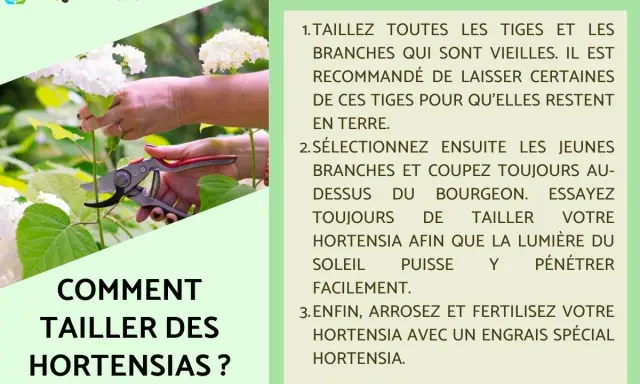 Comment tailler les hortensias : conseils pour élaguer les vieilles branches et sélectionner les jeunes pousses.