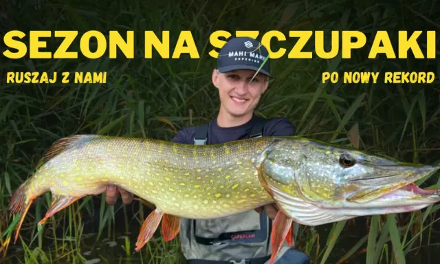Szczęśliwy wędkarz trzyma ogromnego szczupaka, idealny okaz, kiedy żeruje szczupak. Sezon na szczupaki trwa!