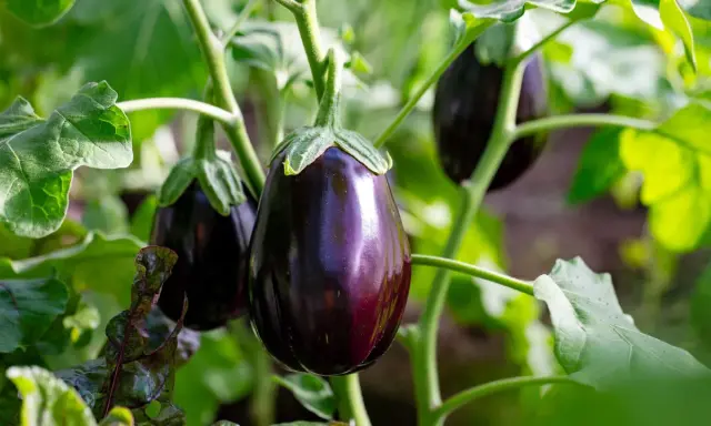 Aubergines brillantes sur la tige, entourées de feuilles vertes. Aucune maladie de l'aubergine visible sur cette photo.