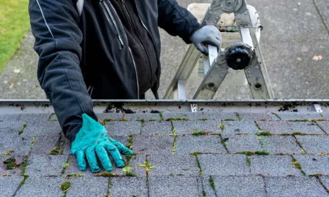 Rękawica w zielonym kolorze pokazuje, jak usunąć mech z gontów bitumicznych. Na dachu widać zielony nalot.