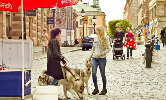 Två kvinnor med hundar på en kullerstensgata i Djurgården, Stockholm. En familj med barnvagn syns i bakgrunden.