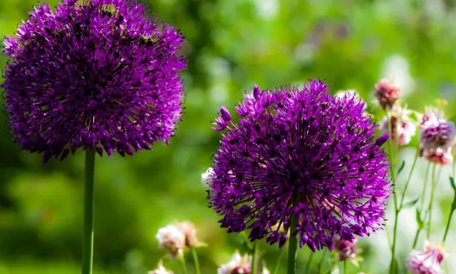 Deux magnifiques boules d'ail d'ornement violettes se dressent fièrement dans un jardin verdoyant, leurs fleurs étoilées capturant la lumière du soleil.