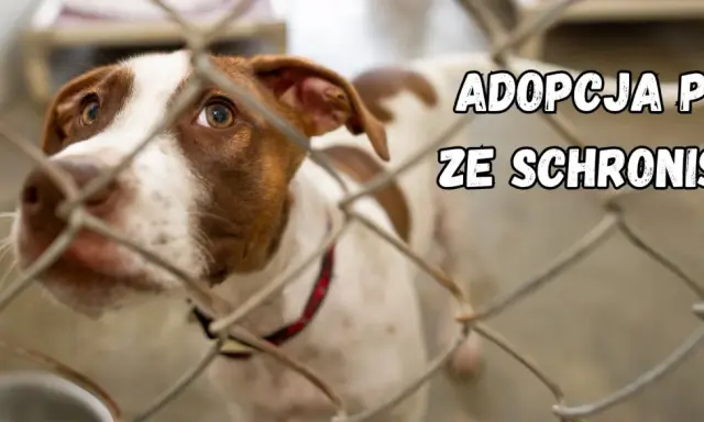 Smutne oczy psa za kratami. Marzy o domu, o adopcji psa ze schroniska.