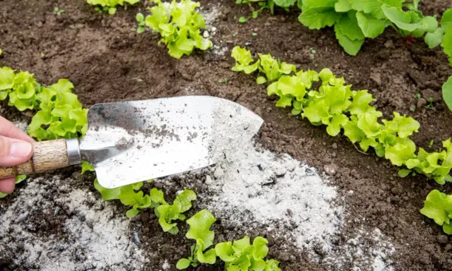 Łopatka rozsypuje popiół drzewny z wodą wokół młodych sałatek.