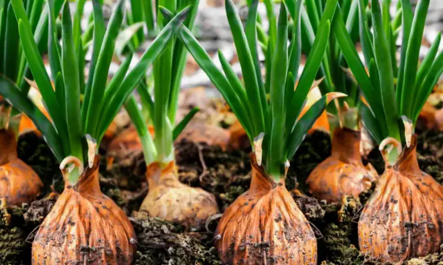 Rows of onion plants with green shoots emerging from brown bulbs, ready for harvest.