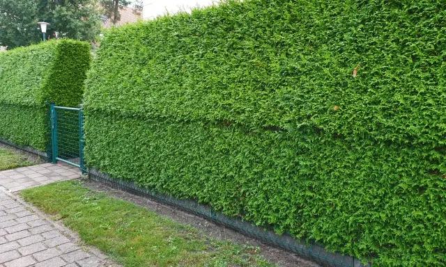 Seto de tuyas verde y frondoso, ideal para saber cuándo podar tuyas en Galicia y mantenerlo perfecto.