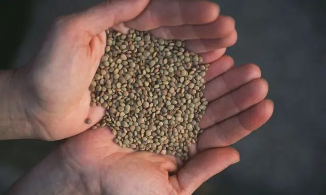 Hands cupping a pile of small, green lentils.